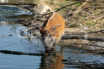 Pinselohrschwein an einem Wasserloch