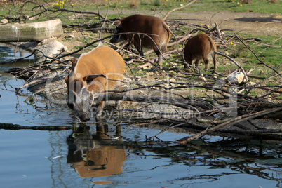 Pinselohrschwein an einem Wasserloch