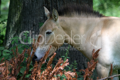 Przewalski-Pferd