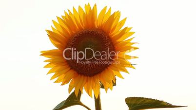 blooming sunflowers on a white background
