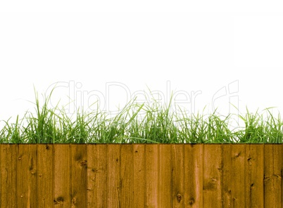 Gras hinter Holzbrettern Gras hinter Holzbrettern