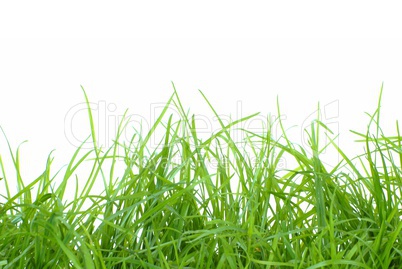 Frisches grünes Gras