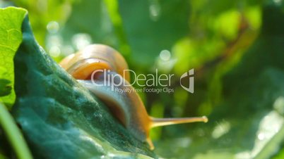 snail in the green grass