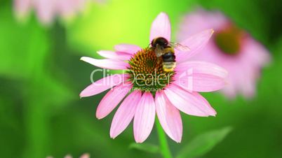 Bumblebee Flies From Flower.