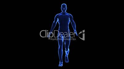 Anatomy of the human body: skin
