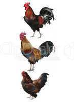 Colorful Roosters