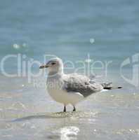 Seagull