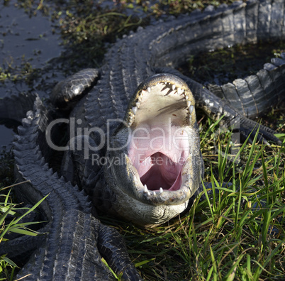 Alligator With Open Mouth