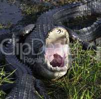 Alligator With Open Mouth