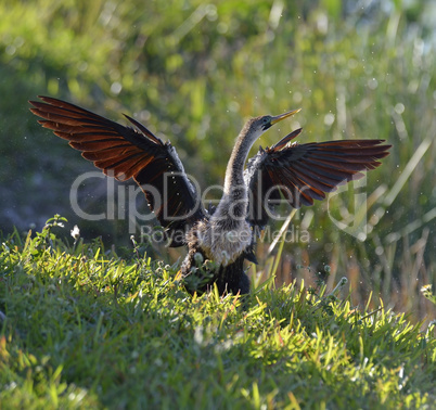 Male American Anhinga