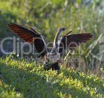 Male American Anhinga