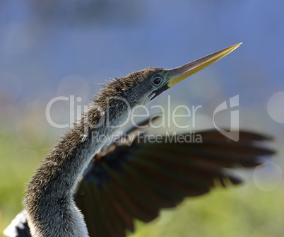 Male American Anhinga