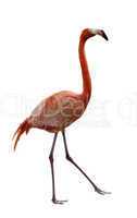 Flamingo Bird