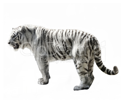 White Tiger