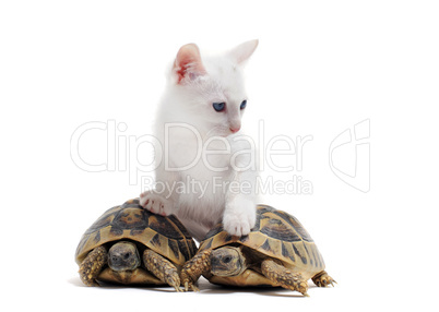 young Tortoises and cat