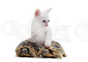 young Tortoises and cat