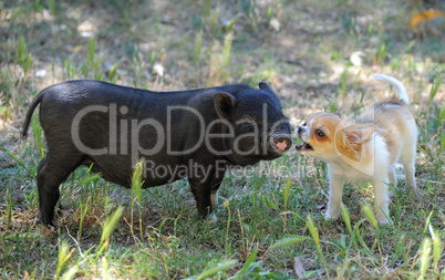 liitle piggy and chihuahua