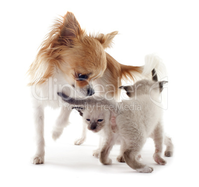 Siamese kitten and chihuahua