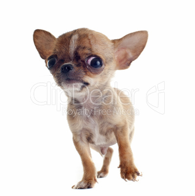 puppy chihuahua puppy chihuahua
