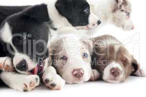 puppies border collie