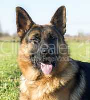 german shepherd