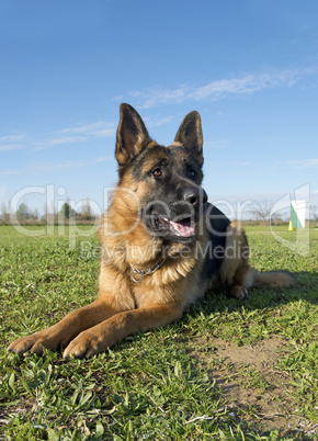 german shepherd