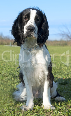 black and white cocker spaniel