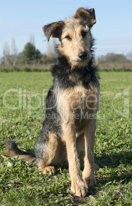 airedale terrier