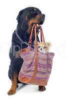 rottweiler and chihuahua in a bag