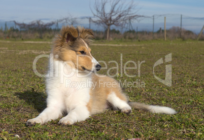 puppy shetland