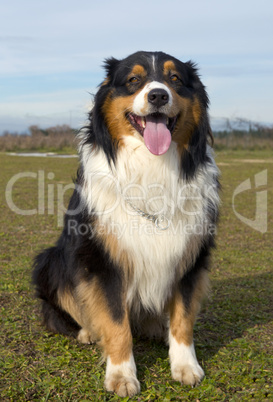 australian shepherd