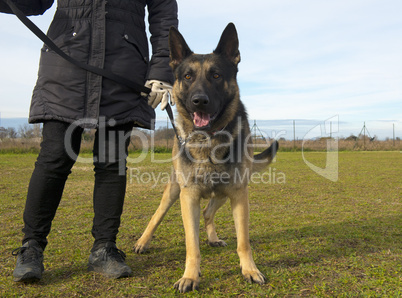 german shepherd and owner