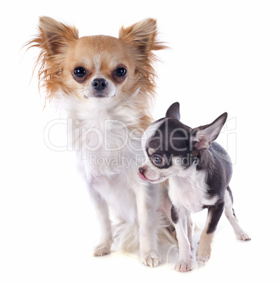 puppy and adult chihuahua