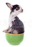 puppy chihuahua in a cup