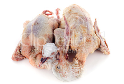 pigeon meat