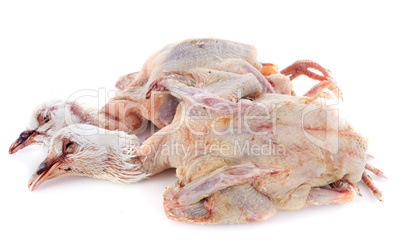 pigeon meat