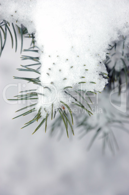 Garden in winter