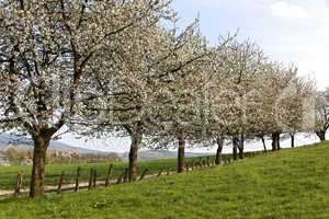 Kirschbaumblüte in Hagen im Osnabrücker Land, Niedersachsen. Ein Wanderweg führt entlang an alten Kirschbäumen.