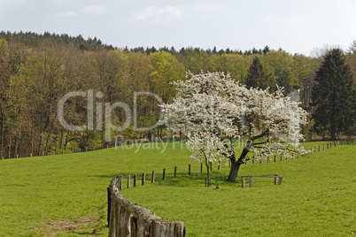 Frühlingslandschaft mit Kirschbaum im April, Hagen a.T.W., Osnabrücker Land, Niedersachsen