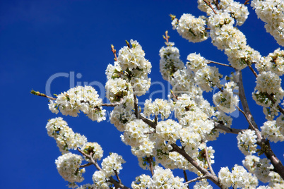 white cherry blossoms