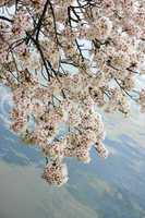 cherry blossoms limbs