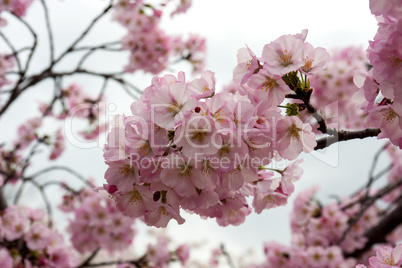 pink cherry blossoms