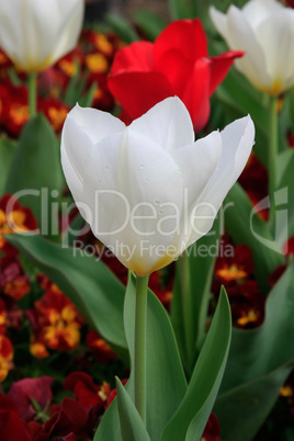 white tulip