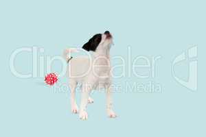 Jack Russell Terrier Welpe