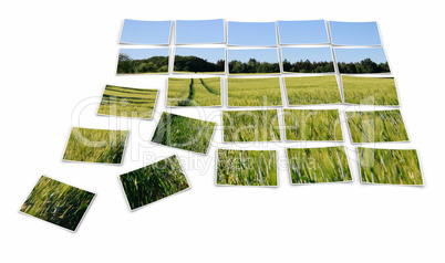 Fotopuzzle - Spuren im Kornfeld