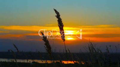 wheat at dawn