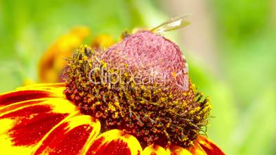 flower and small bee