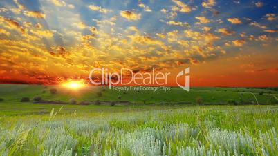 field of green ears and cloudy sky