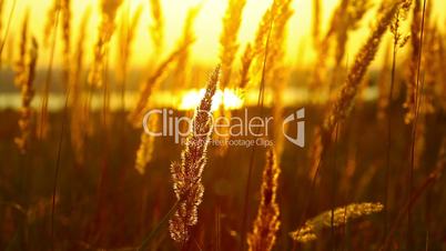wheat at dawn.