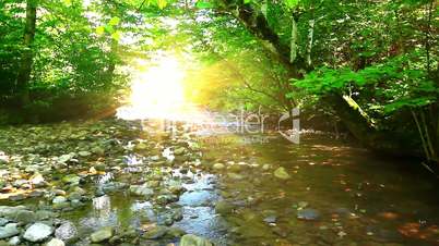 mountain stream in the forest